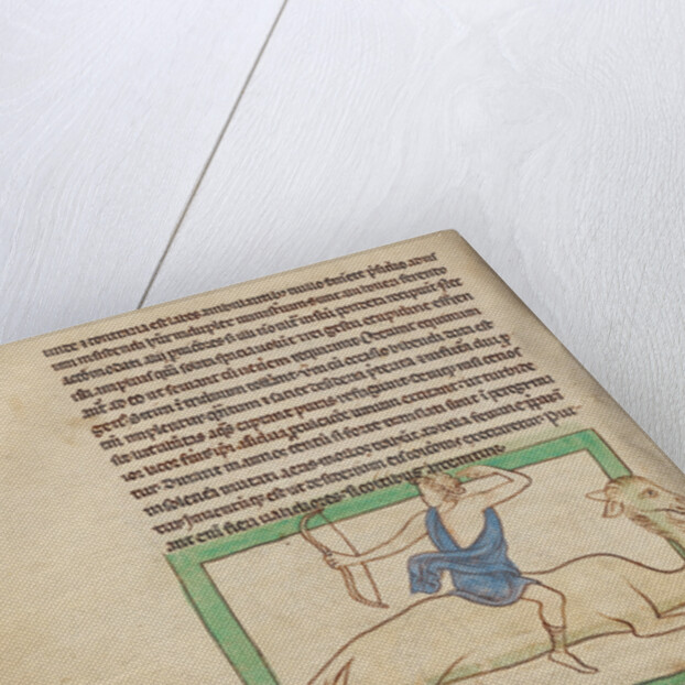 A Dromedary by Anonymous