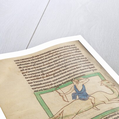 A Dromedary by Anonymous