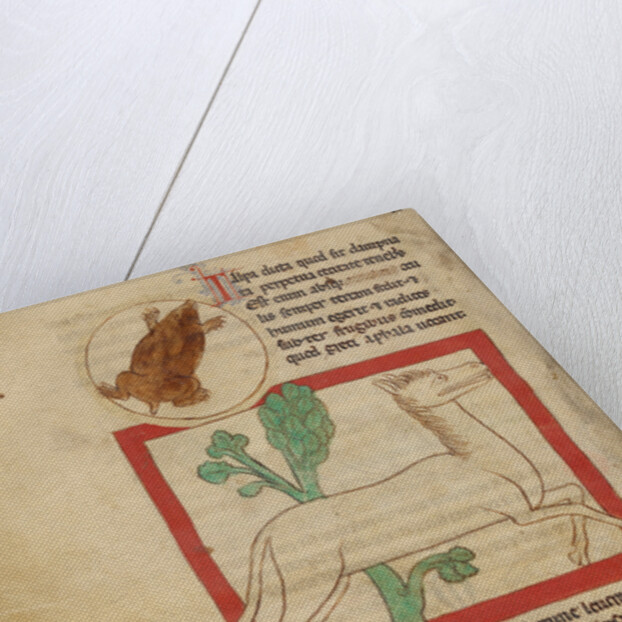 A Mole, A Leucrota by Anonymous