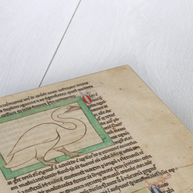 A Swan, Cranes by Anonymous