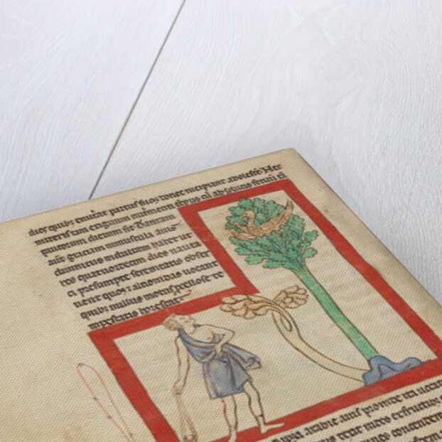 A Cinomolgus by Anonymous