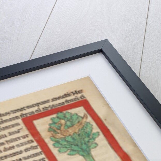 A Cinomolgus by Anonymous