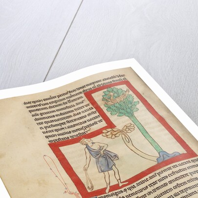 A Cinomolgus by Anonymous