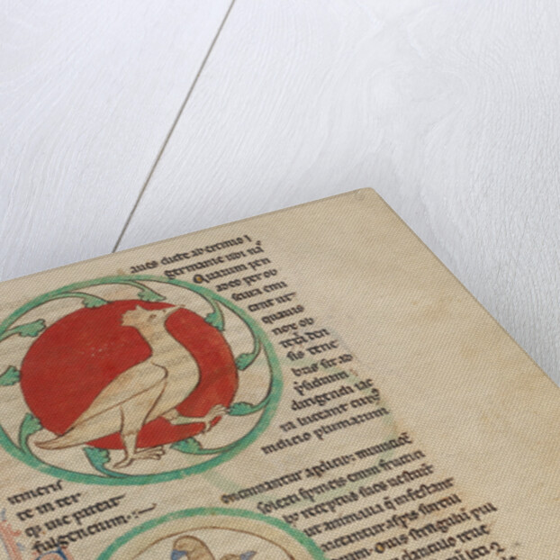 A Hercinia, Partridges by Anonymous