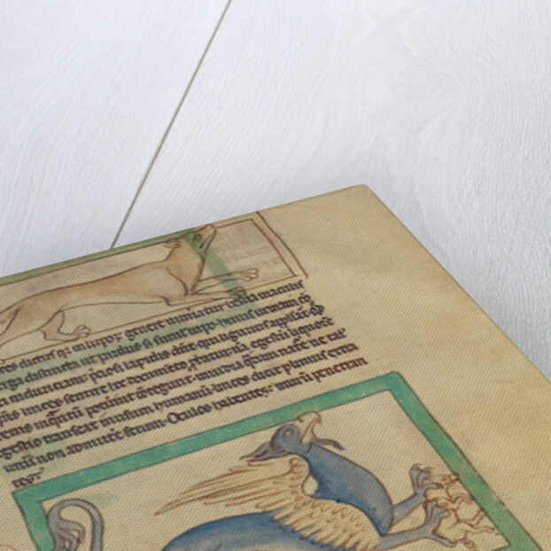 A Lynx, A Griffin by Anonymous