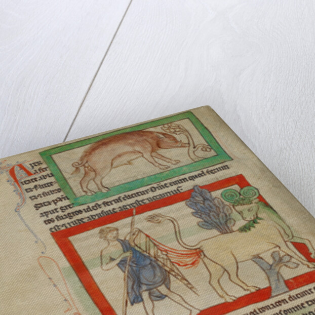 A Wild Boar, A Bonnacon by Anonymous