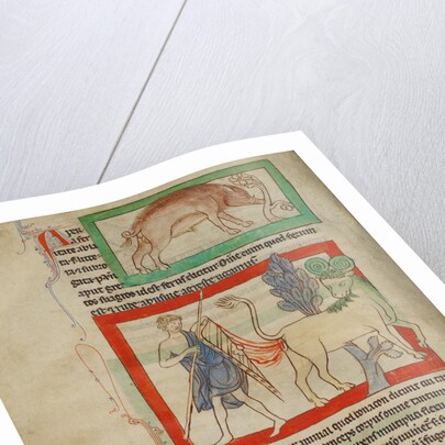 A Wild Boar, A Bonnacon by Anonymous