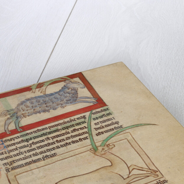 A Parandrus, An Eale by Anonymous