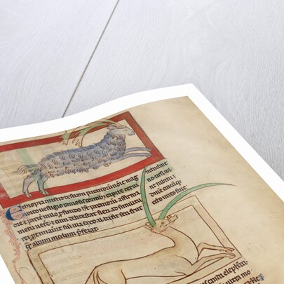 A Parandrus, An Eale by Anonymous