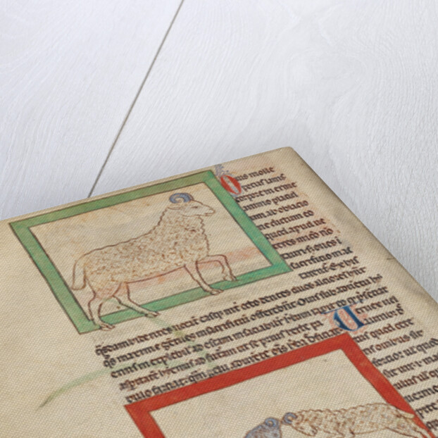 A Sheep, A Ram by Anonymous