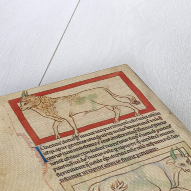 A Bull, An Ox by Anonymous