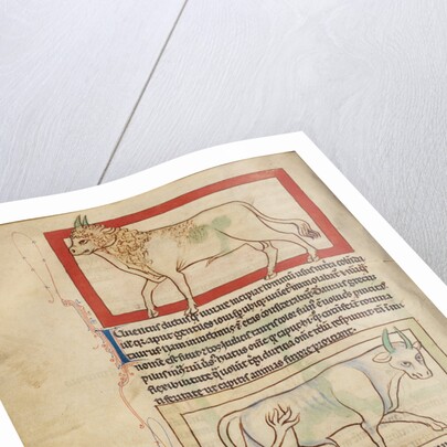 A Bull, An Ox by Anonymous