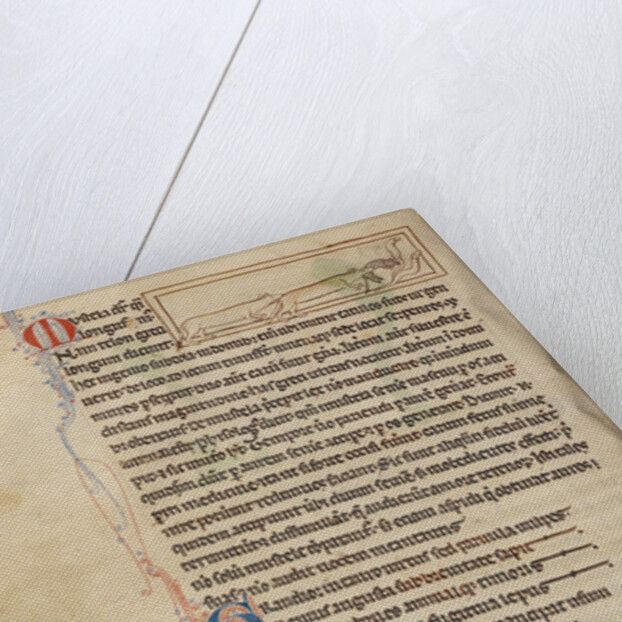 Weasels by Anonymous