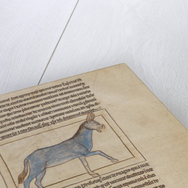 A Wild Donkey by Anonymous