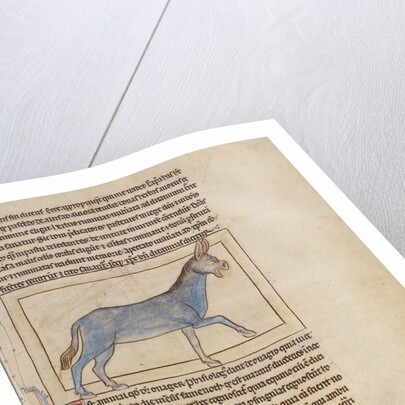 A Wild Donkey by Anonymous