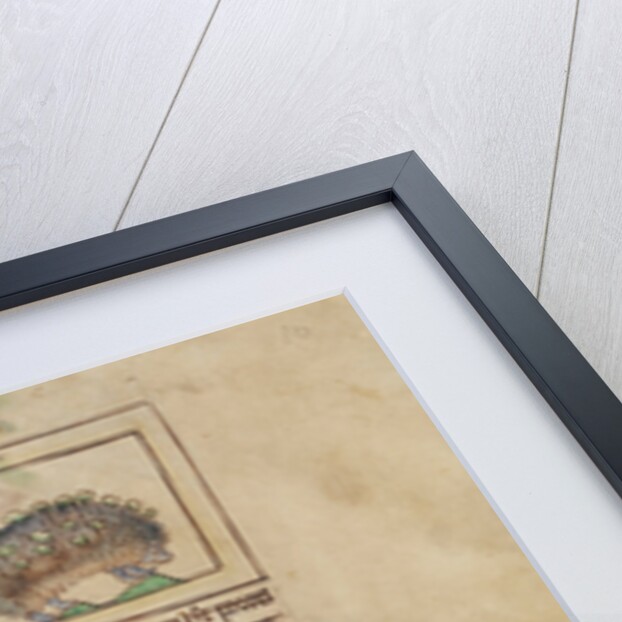 Hedgehogs by Anonymous