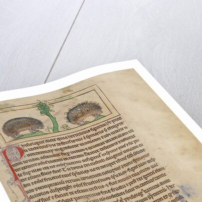 Hedgehogs by Anonymous