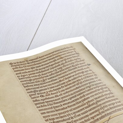 A Beaver by Anonymous