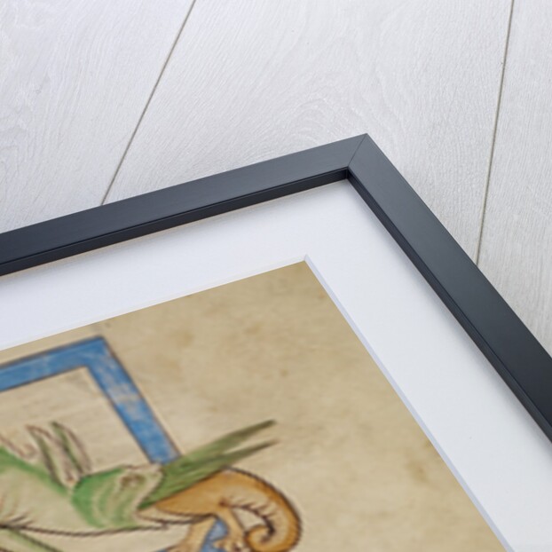 A Hydrus, A Hydra by Anonymous