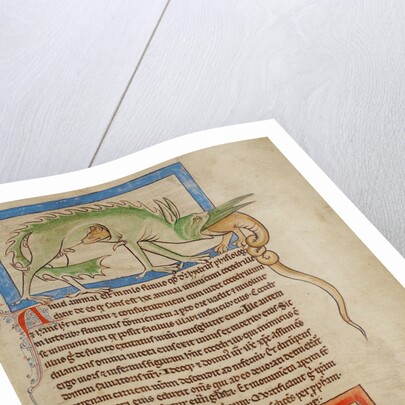 A Hydrus, A Hydra by Anonymous