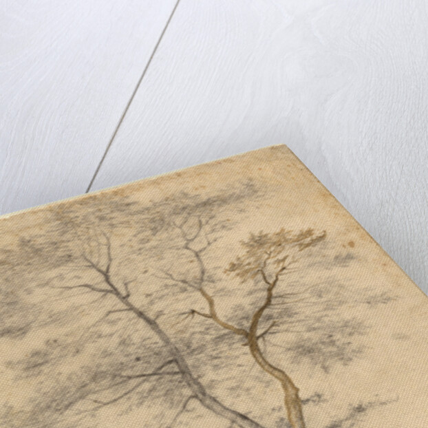 Three Studies of Trees by Fra Bartolommeo