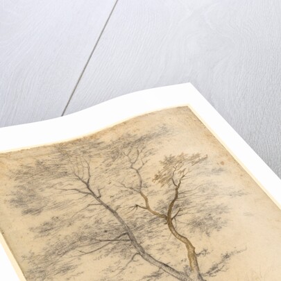 Three Studies of Trees by Fra Bartolommeo