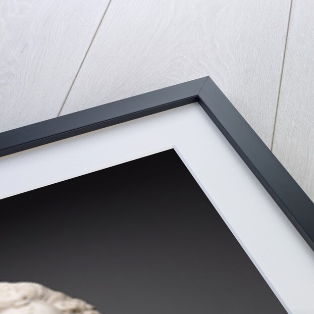 Bust of Maria Cerri Capranica by Alessandro Algardi