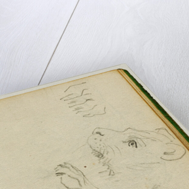 Studies of the head and forelegs of a lioness by Théodore Géricault