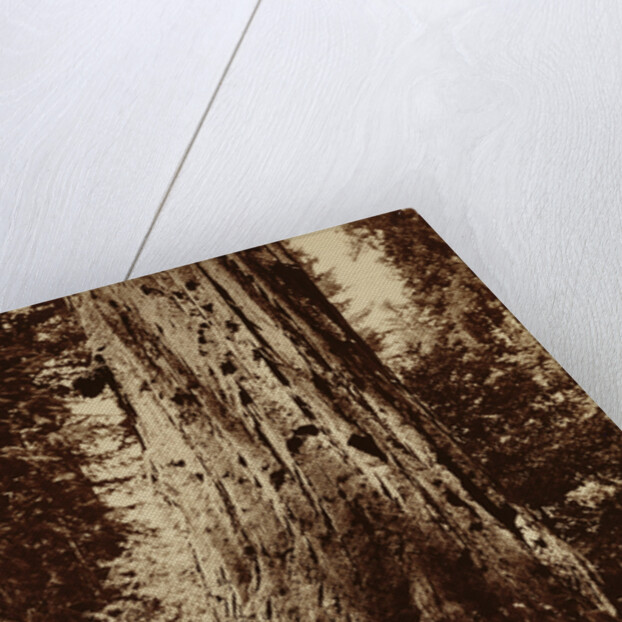 Big Tree Felton (Redwood), Santa Cruz by Carleton Watkins