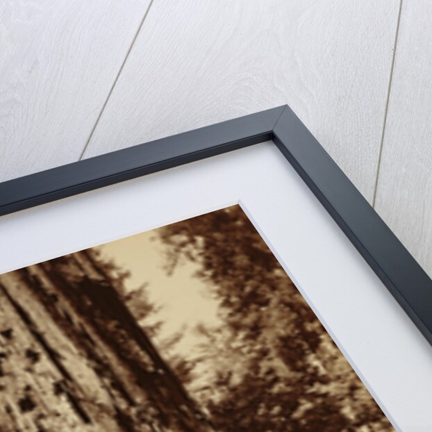 Big Tree Felton (Redwood), Santa Cruz by Carleton Watkins