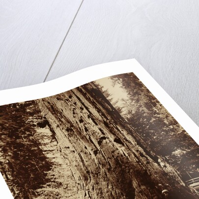 Big Tree Felton (Redwood), Santa Cruz by Carleton Watkins