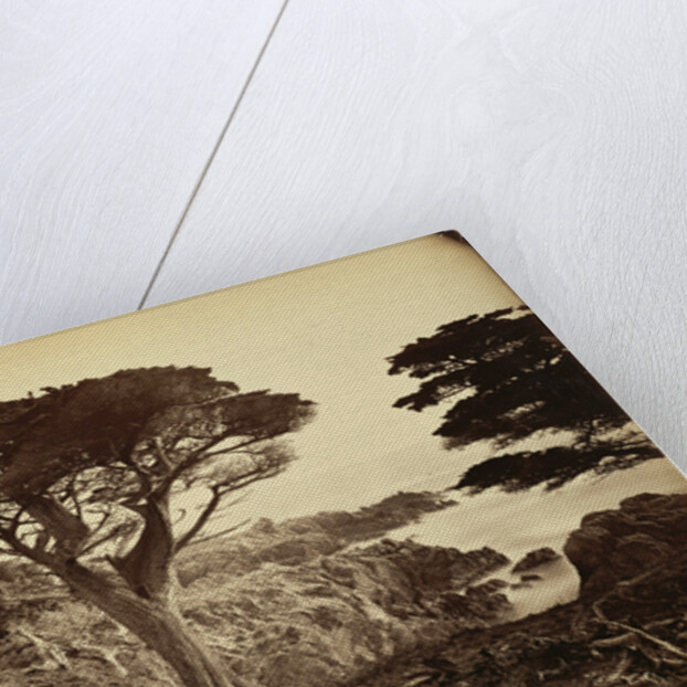 Cypress Point, Monterey by Carleton Watkins