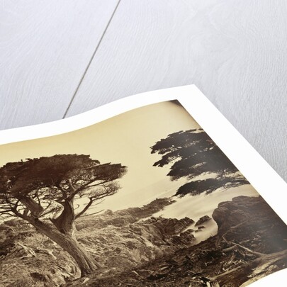 Cypress Point, Monterey by Carleton Watkins