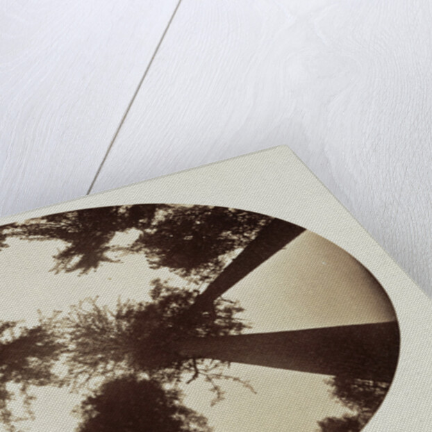 Among The Tree Tops Calaveras Grove by Carleton Watkins