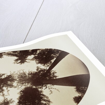 Among The Tree Tops Calaveras Grove by Carleton Watkins