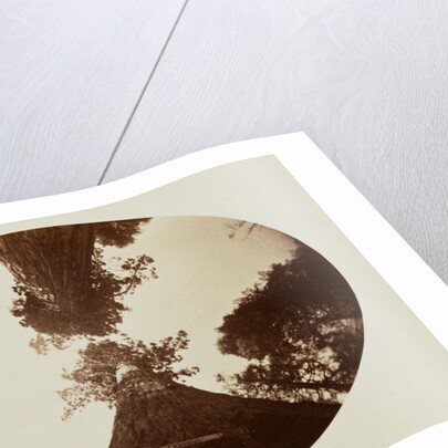 Among the Treetops, Calaveras Grove by Carleton Watkins