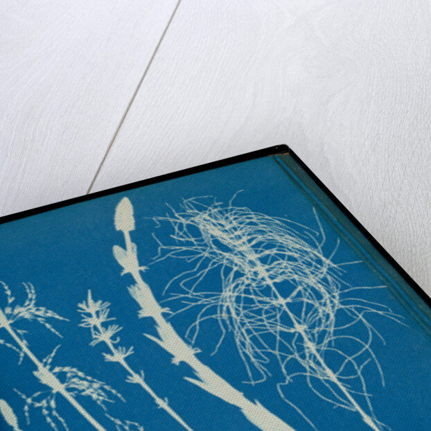 Equisetum sylvaticum by Anna Atkins