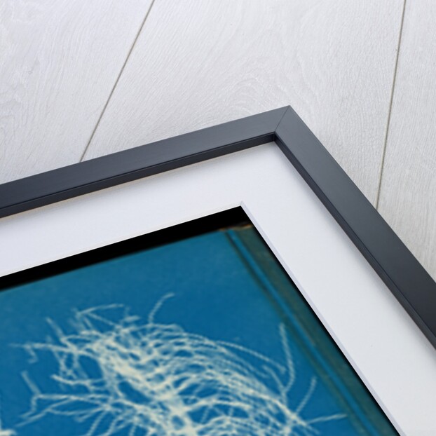 Equisetum sylvaticum by Anna Atkins