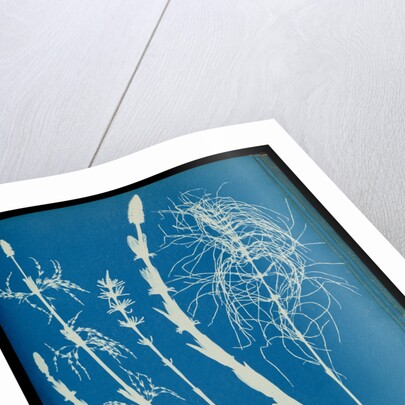 Equisetum sylvaticum by Anna Atkins