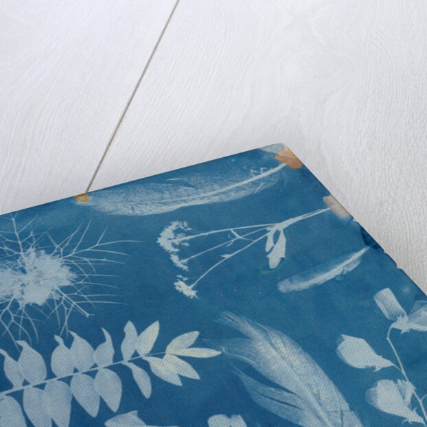 Arrangement of Specimens by Hippolyte Bayard