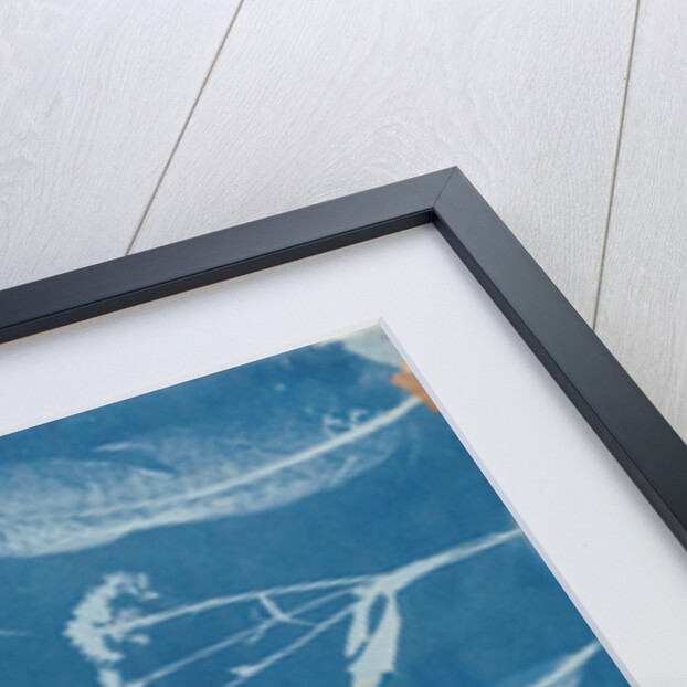 Arrangement of Specimens by Hippolyte Bayard