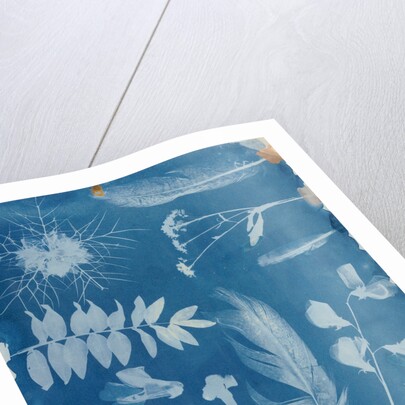 Arrangement of Specimens by Hippolyte Bayard