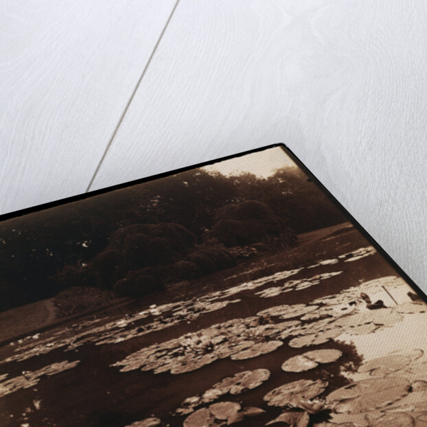 Water Lilies by Eugène Atget