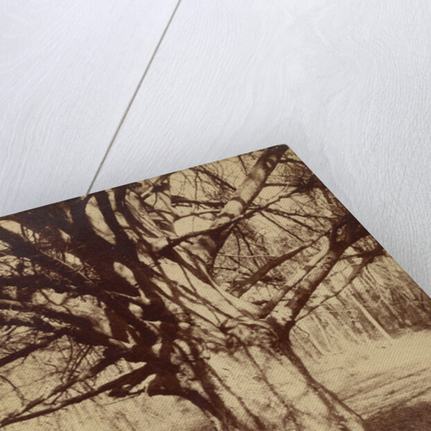 Arbre (Garche) Hêtre by Eugène Atget