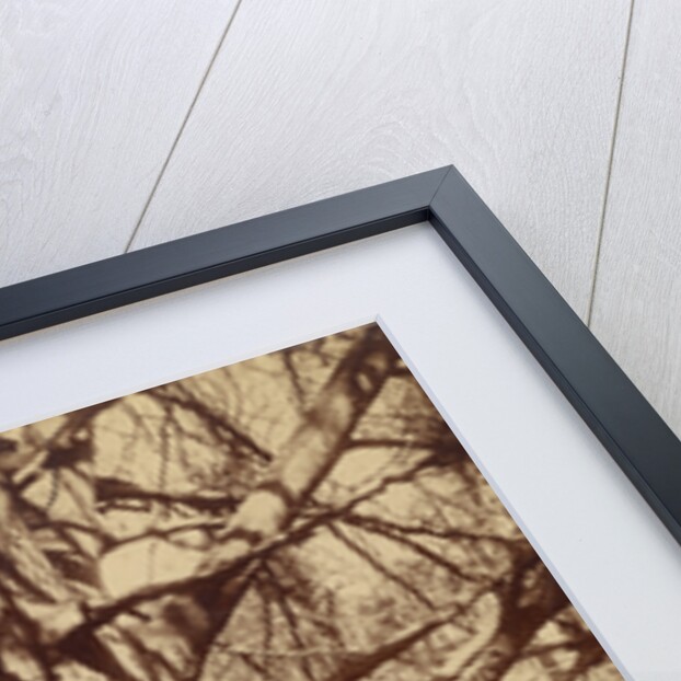 Arbre (Garche) Hêtre by Eugène Atget