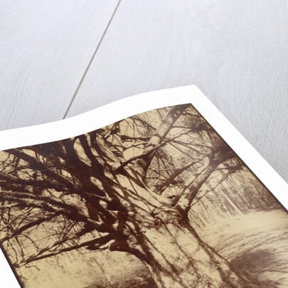 Arbre (Garche) Hêtre by Eugène Atget