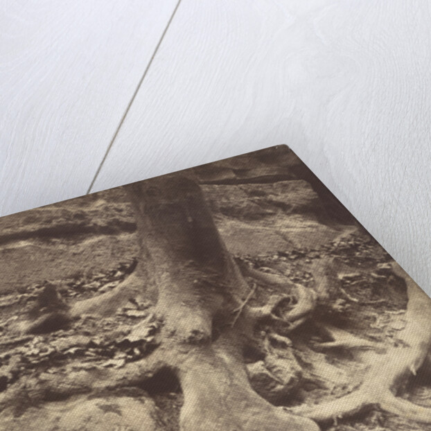 Saint-Cloud, Tree Roots, Saint Cloud Park by Eugène Atget