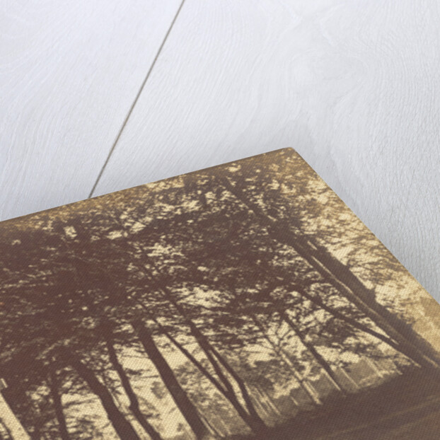 Curtain of Trees by Gustave Le Gray