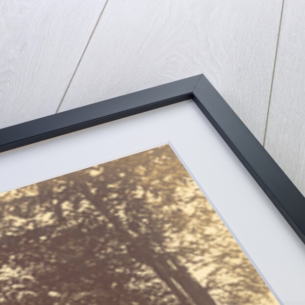 Curtain of Trees by Gustave Le Gray