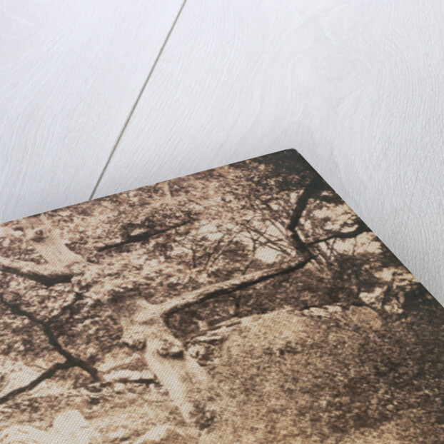 Gnarled Oak Tree near l'Epine Crossroads by Gustave Le Gray